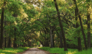 Beautiful trees on Shoe Factory road 2 blocks east of at Sunshine Village. Homes and RV sites in an awesome Central Florida community