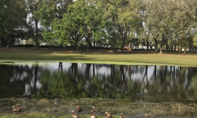 Lush green countryside at Sunshine Village