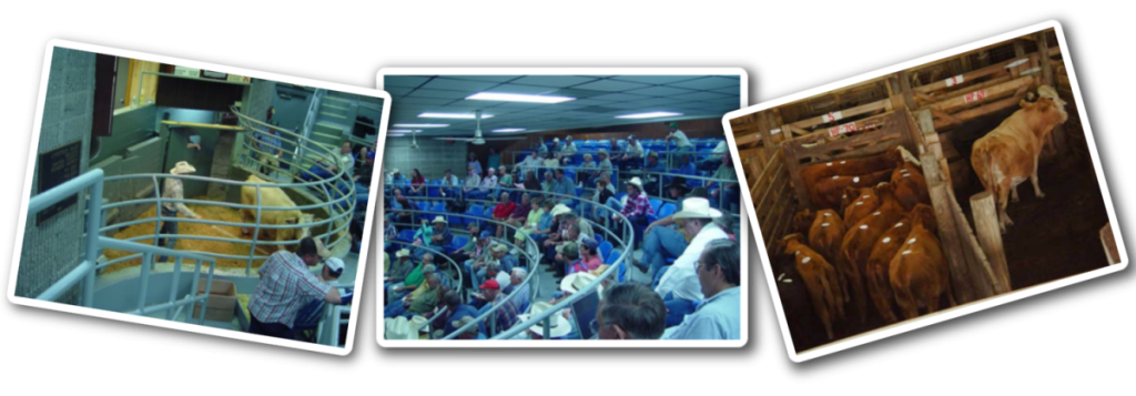 The Sumter County Livestock Auction