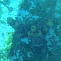 Scene from Silver Springs State Park