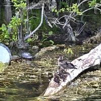 Nature Scene from Silver Springs State Park