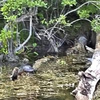 Nature Scene from Silver Springs State Park