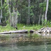 Nature Scene from Silver Springs State Park