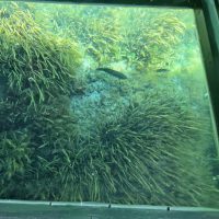 The view below our glass bottom boat