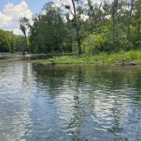 Nature Scene from Silver Springs State Park