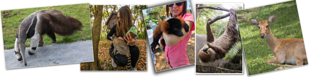 Interacting with animals can help create childlike wonder in adults.