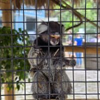 Community activity and visit to Chase Sanctuary in Webster FL near Sunshine Village.