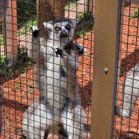 Community activity and visit to Chase Sanctuary in Webster FL near Sunshine Village.