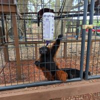 Community activity and visit to Chase Sanctuary in Webster FL near Sunshine Village.