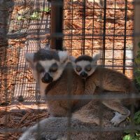 Community activity and visit to Chase Sanctuary in Webster FL near Sunshine Village.