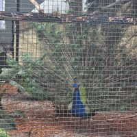 Community activity and visit to Chase Sanctuary in Webster FL near Sunshine Village.